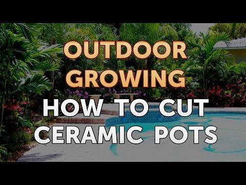 Will Salt or Vinegar Kill Bamboo