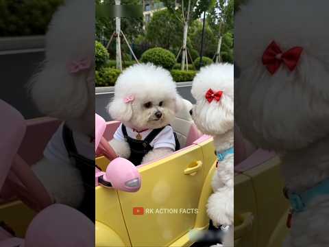 Puppy ko lipstic pasand nahi ayi😂 #shorts #shortvideo #funny