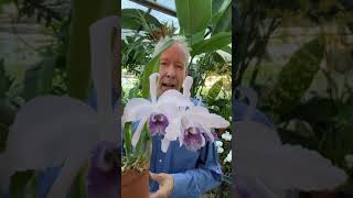 Carla Bruni-Sarkozy Cattleya