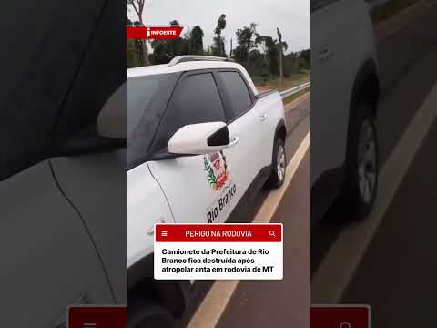 Camionete da Prefeitura de Rio Branco fica destruída após colisão com anta em rodovia de MT