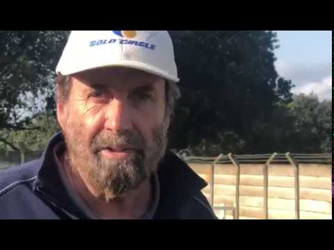 Greys Inn colt for sale