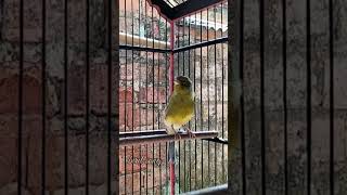 Download lagu KENARI malas bunyi, Terapi untuk kenari masteran canary #canarysingtraining #kanareyka #canário mp3