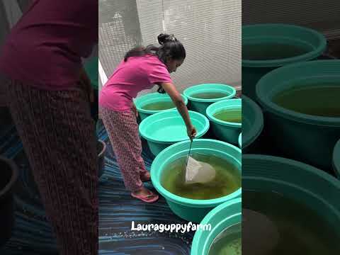 Cleaning #guppy #cleaning #tank #guppyfish #farming #tips