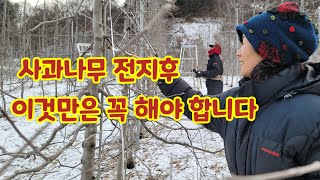 사과나무 전지 가지치기후 상처 치료하기 [사과재배방법]