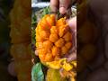 Shorts Anjili Chakka Wild Jackfruit Kerala Nostalgic Memories