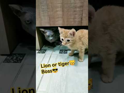 Lion or Tiger is this Boss  #cat #sphinx #respect #lion #tiger
