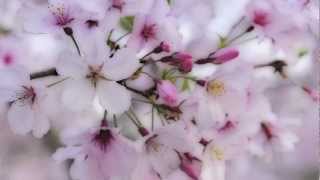 Naotarou Moriyama - Sakura (Cover)