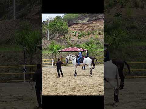 Cursos Ecuestres 🐎 Cortijo la Dueña 🐴 Caballos PRE 🇪🇸. Somoto - Madriz Reservas; 88338386 - 84048898