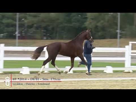 69 Hengst v  Livaldon   Dancier