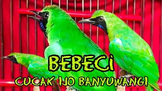 Download lagu Masteran BEBECI suara asli cucak ijo banyuwangi || alas purwo GACOR mp3