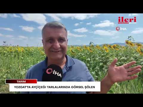 Yozgat'ta ayçiçeği tarlalarında görsel şölen | İleri Gazetesi