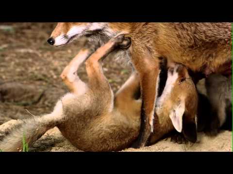 Lower Saxony's clever foxes: Young foxes leave the den