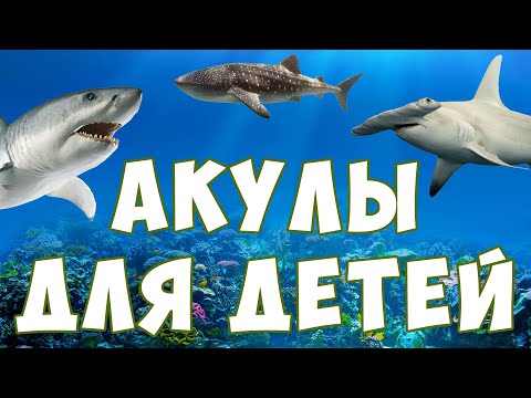 Акулы для детей | морские животные | учим рыб | развивающее видео