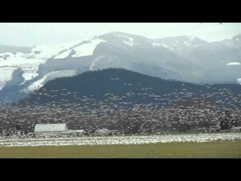 Snow Geese Migration - Skagit Valley Dec. 26, 2015