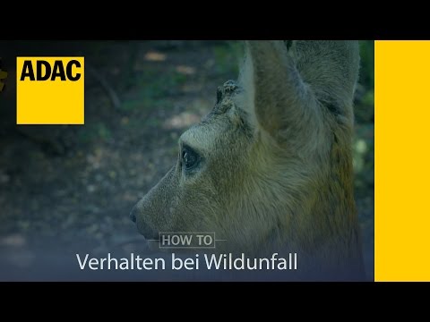ADAC How To Verhalten nach Wildunfall | ADAC