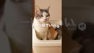 子猫がトイレの砂で遊ぶ→先住猫が注意して呆れる【猫砂あるある｜AIアニメ】