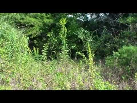 download lagu mp3 mp4 Goldenrod Jelly Recipe, download lagu Goldenrod Jelly Recipe gratis, unduh video klip Goldenrod Jelly Recipe