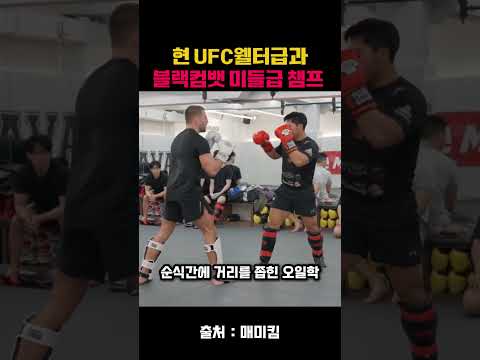 현 UFC 웰터급 오반엘리엇과 미들급챔프 오일학선수 스파링 #매미킴 #오반엘리엇 #mma #종합격투기 #블랙컴뱃