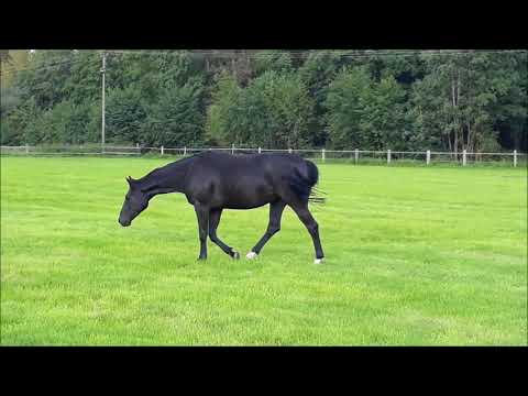 Di Da J by Fürst Heinrich x De Niro