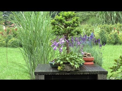 Propagating moss for bonsai and decoration Moss for Bonsai