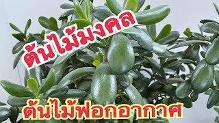 ต้นไม้มงคลต้นไม้ฟอกอากาศ#เก็บเห็ดในสวีเดน