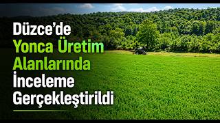 Düzcede Yonca Üretim Alanlarında İnceleme Gerçekleştirildi