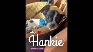 Video preview image #1 Chihuahua-Unknown Mix Puppy For Sale in Corona, CA, USA