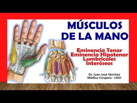 🥇 MUSCLES OF THE HAND. Quick, Easy and Simple