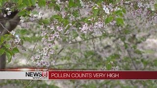 Pollen count at year-long highs