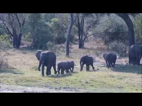 Djuma: Elephants-is that Short Trunk's herd? along with Nyalas and Hippos - 13:24 - 08/14/2023