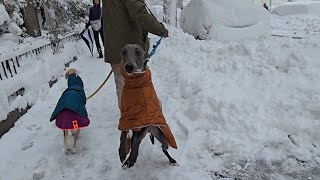 ニューヨークは大雪でも、犬たちの用足しは待てません