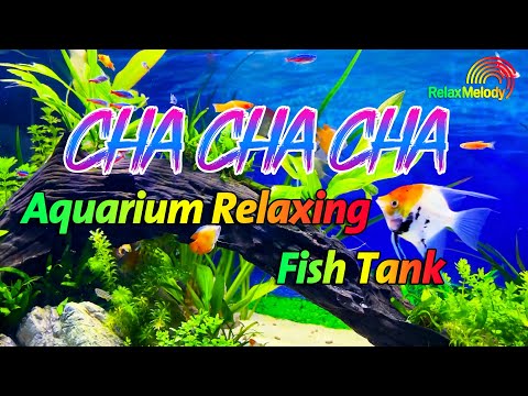 Beautiful Cha Cha Cha Relaxing Instrumental 2024 - Latin Cha Cha Melody, Aquarium Relaxing Fish Tank