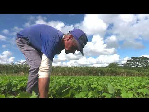Destaca productor de frijol en municipio camagüeyano de Sibanicú