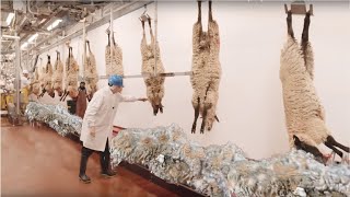 How to Harvesting Wool - Amazing Sheep Factory - Wool Processing Mill - Modern Sheep Shearing