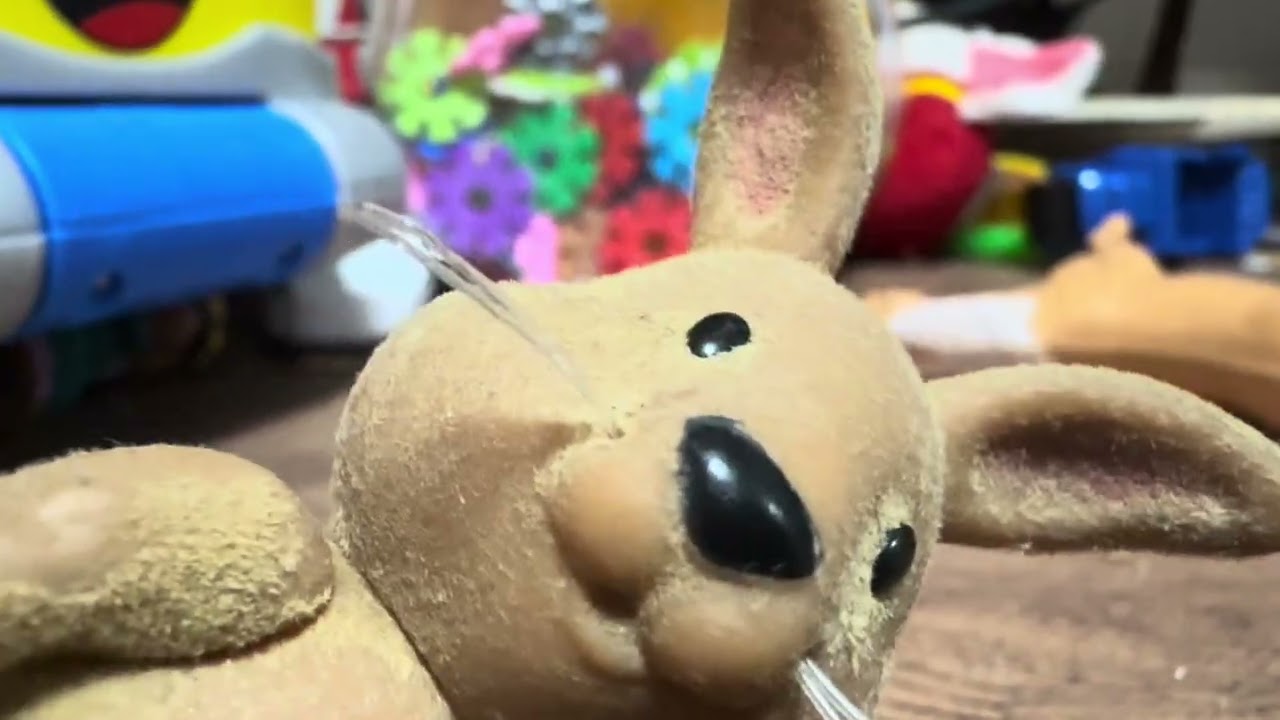 rabbit MOMs memory￼￼ ￼lost ￼