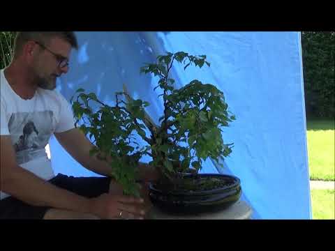 Bonsai 2019-13 - Sommerpflege - Teil III