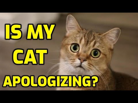 YouTube video about: How do cats apologize to humans?