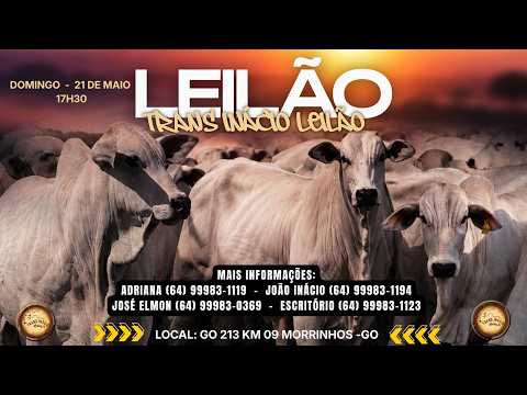 Leilão de Gado em MORRINHOS-GO, 28/06/2026  TransInácio Leilão - 18:00 Hs - Presencial e virtual.