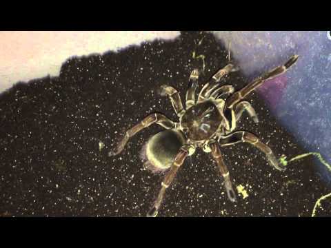 Theraphosa, Goliath Birdeater stridulating sound when threatened