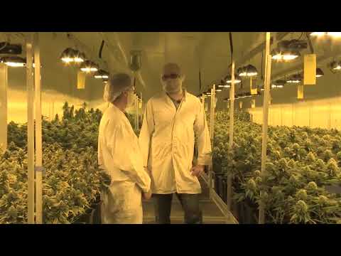 Hanfbauern in Österreich - Eine Dokumentation