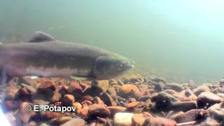 preview picture of video 'Pink Salmon (Onhorhynkus gorbusha) spawning'