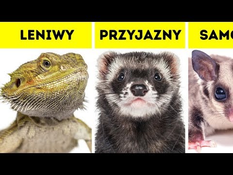 Który zwierzak pasuje do twojej osobowości
