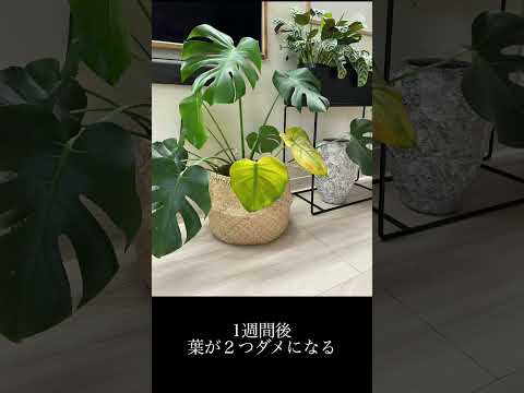 挿し木によるモンステラの繁殖: ステップバイステップ 植物