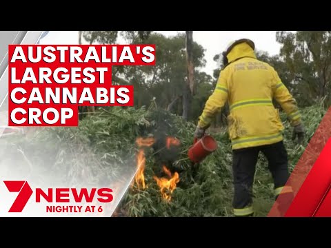 Australia's largest ever cannabis crop found near Coonabarabran | 7NEWS