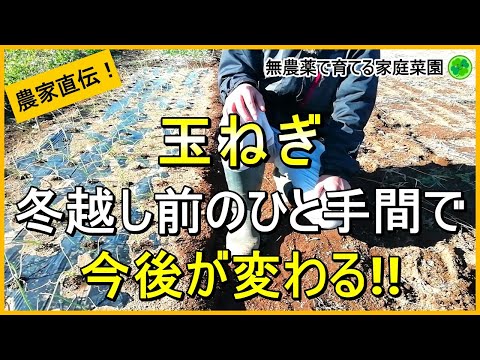 温室ペイントシールの作成方法 簡単にアクセスできる窓を取り付ける方法