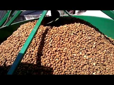 essiccaggio mandorle  puglia essiccaggio Giampi macchine agricole 2