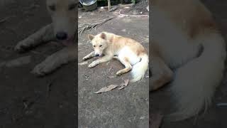 preview picture of video 'Siberian husky in the Philippines'