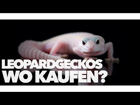 🦎 LEOPARDGECKOS wo kaufen? | GeckoTagebuch | AquaTerraTV