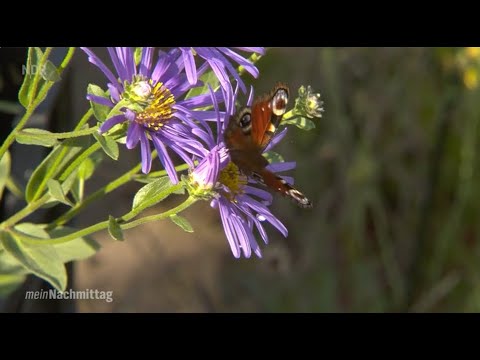 NDR My Afternoon – Extending summer with autumn perennials