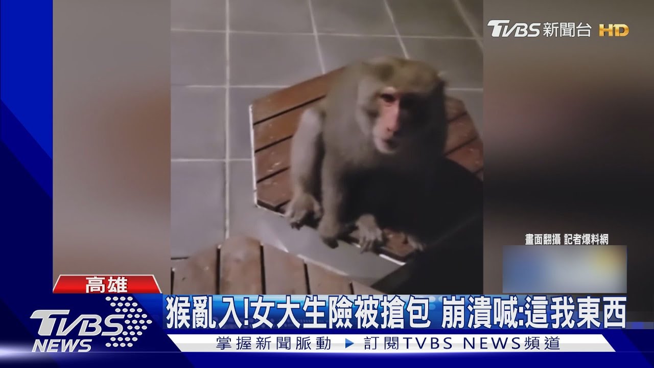 獼猴怎麼又亂入!女大生險被搶包 崩潰喊:這我的東西ㄟ